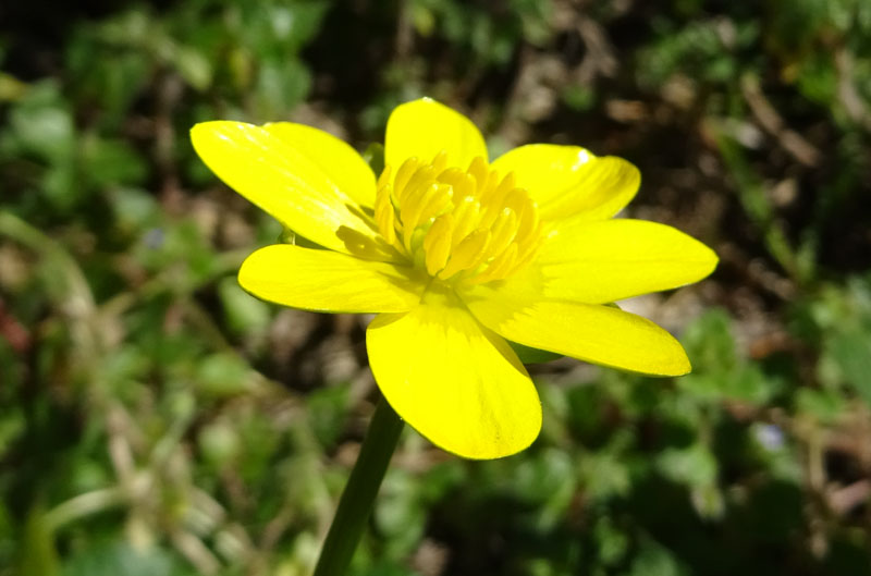 Ficaria verna subsp. verna / Ranuncolo favagello